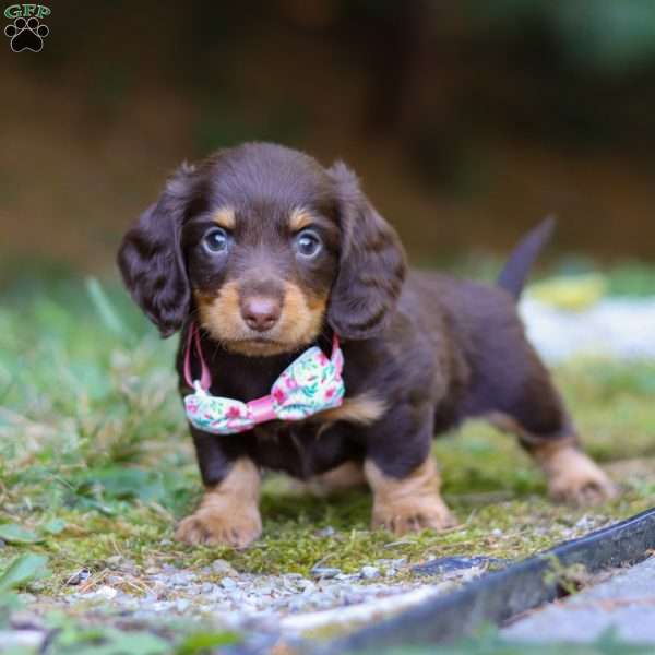 Darla, Dachshund Puppy